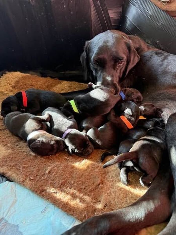 Labrador Retriever puppies for sale in Preston, Lancashire – KC registered, 6 days old - Image 10 of 11