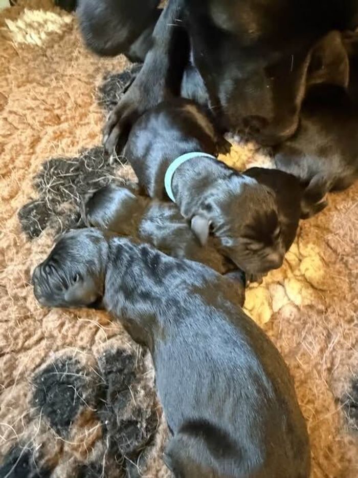 Labrador Retriever puppies for sale in Preston, Lancashire – KC registered, 6 days old - Image 11 of 11