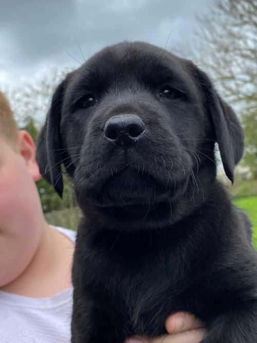 Excellent quality Black Labrador pup Available for sale in Durham