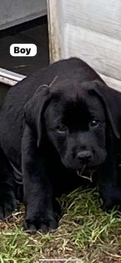 Excellent quality Black Labrador pup Available for sale in Durham | Image 3