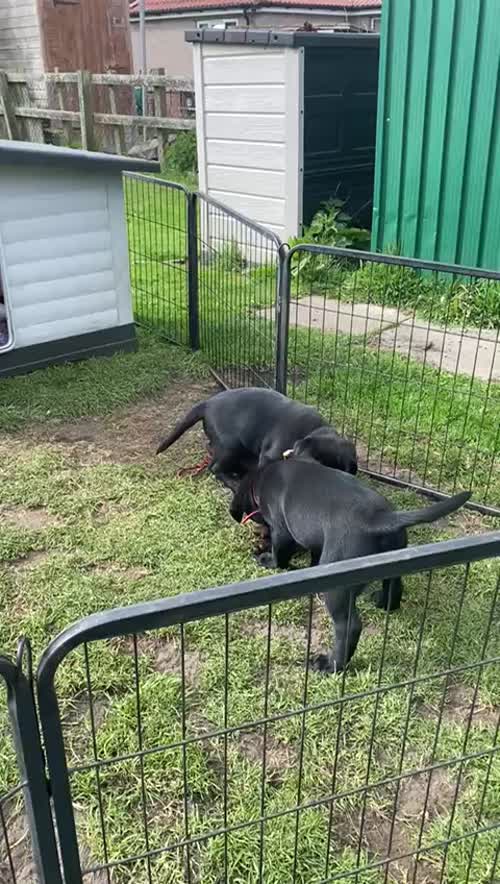Excellent quality Black Labrador pup Available for sale in Durham
