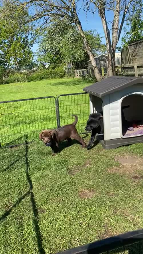 Excellent quality Black Labrador pup Available for sale in Durham