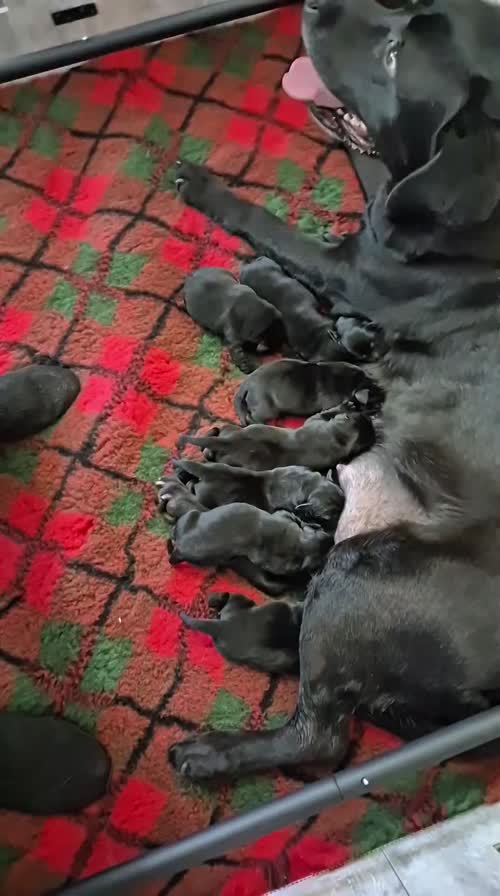 Exceptional and cute Black Pups. for sale in Durham