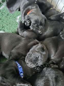 Exceptional and cute Black Pups. for sale in Durham | Image 1