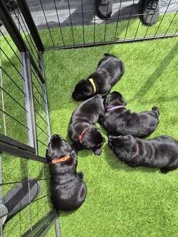 Exceptional and cute Black Pups. for sale in Durham | Image 2