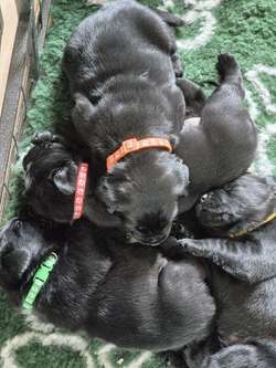 Exceptional and cute Black Pups. for sale in Durham | Image 3