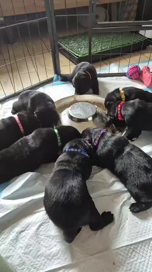 Exceptional and cute Black Pups. for sale in Durham