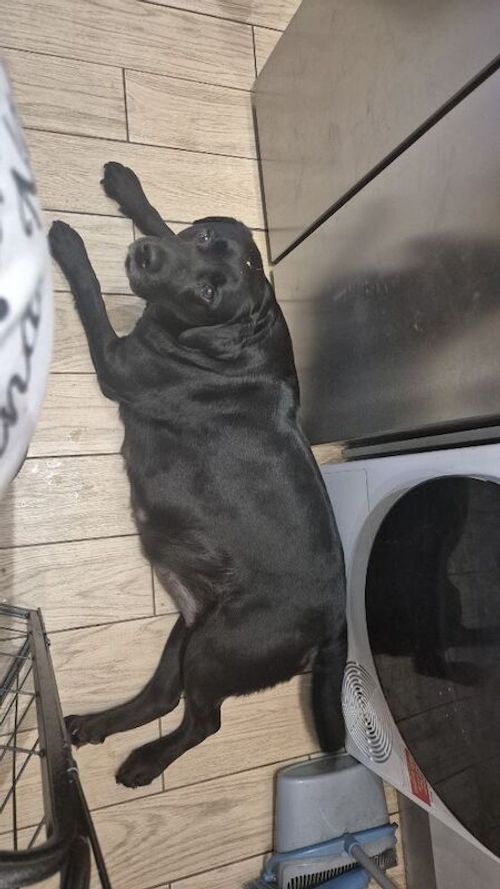 Exceptional and cute Choc/Black Pups for sale in Durham