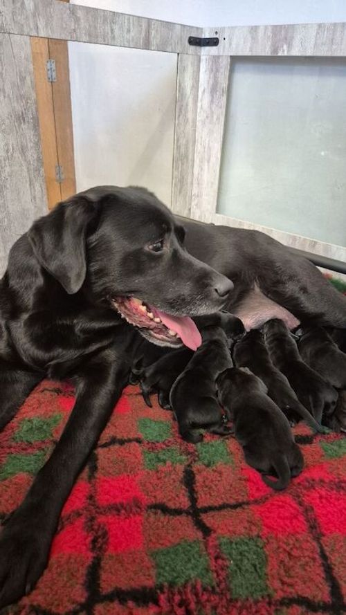 Exceptional and cute Black Pups. for sale in Durham