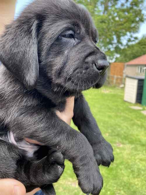 EXCEPTIONAL BLACK LABRADOR PUPS for sale in County Durham