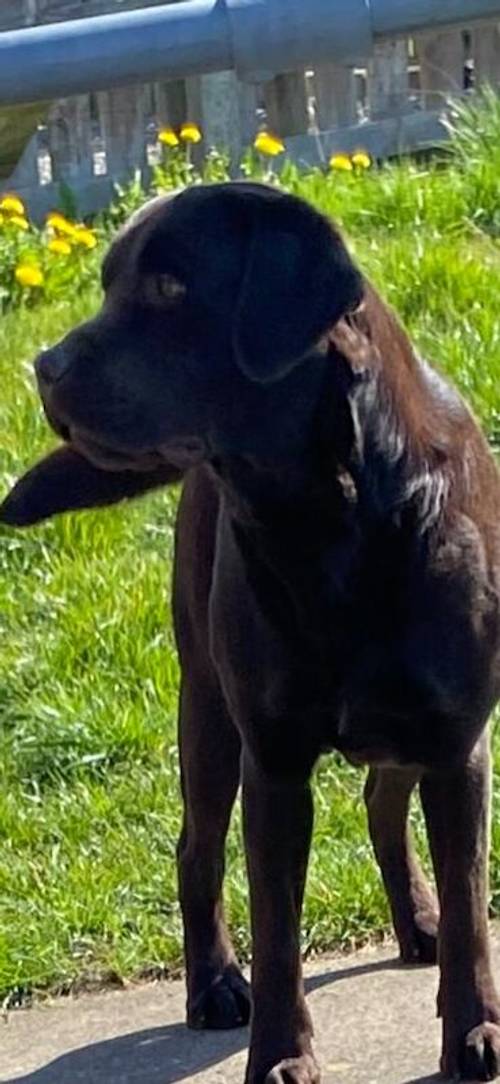 Exceptional Chocolate and Black Pups due to be Born 29/9/2024 for sale in Cornforth, County Durham - Image 8