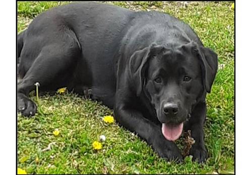 Exceptional Chocolate and Black Pups due to be Born 29/9/2024 for sale in Cornforth, County Durham - Image 1