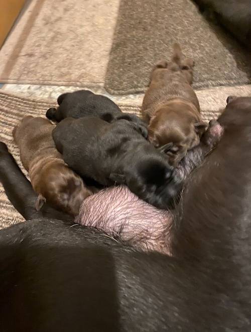 Exceptional Chocolate and Black Pups due to be Born 29/9/2024 for sale in Cornforth, County Durham - Image 4