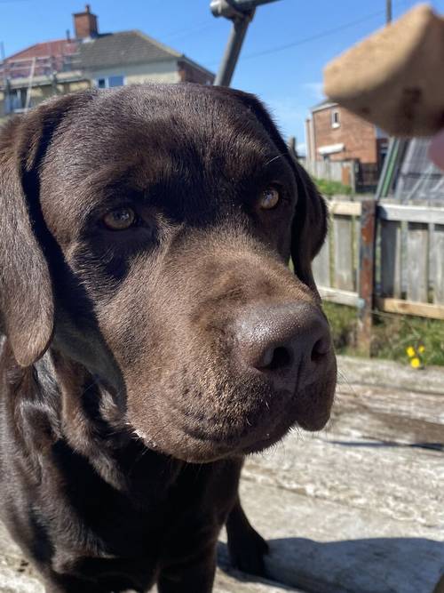 Exceptional Chocolate and Black Pups due to be Born 29/9/2024 for sale in Cornforth, County Durham - Image 5