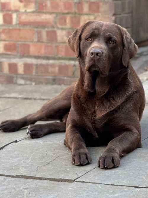 Exceptional Chocolate Labrador for STUD for sale in Bedford, Bedfordshire