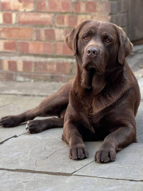 Exceptional Chocolate Labrador for STUD for sale in Bedford, Bedfordshire - Image 1