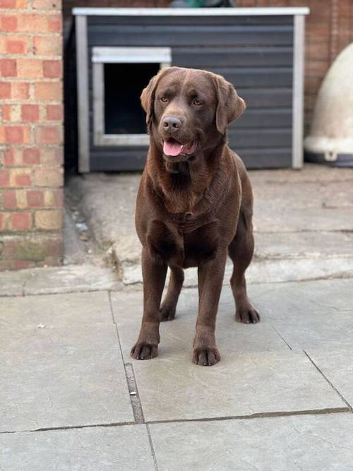 Exceptional Chocolate Labrador for STUD for sale in Bedford, Bedfordshire - Image 2