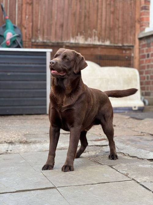 Exceptional Chocolate Labrador for STUD for sale in Bedford, Bedfordshire - Image 3