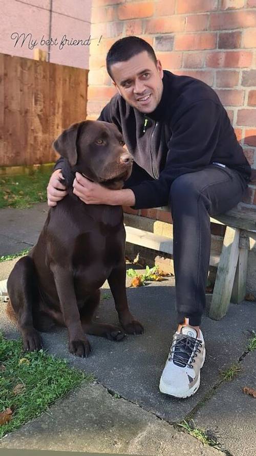 Exceptional Chocolate Labrador for STUD for sale in Bedford, Bedfordshire - Image 4