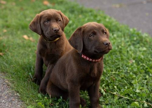 Exceptional Chocolate Labrador for STUD for sale in Bedford, Bedfordshire - Image 6