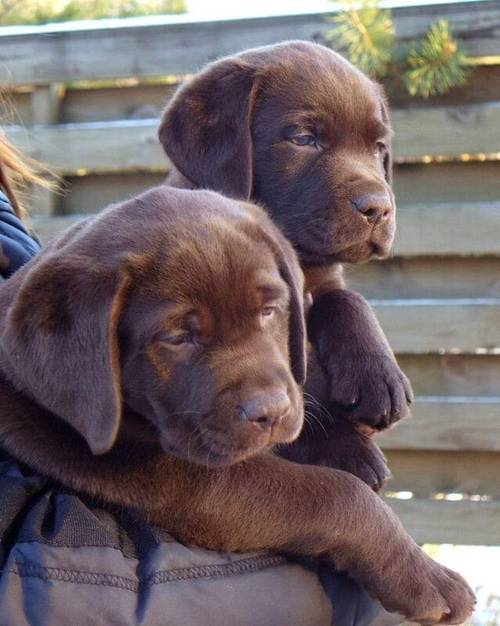 Exceptional Chocolate Labrador for STUD for sale in Bedford, Bedfordshire - Image 7