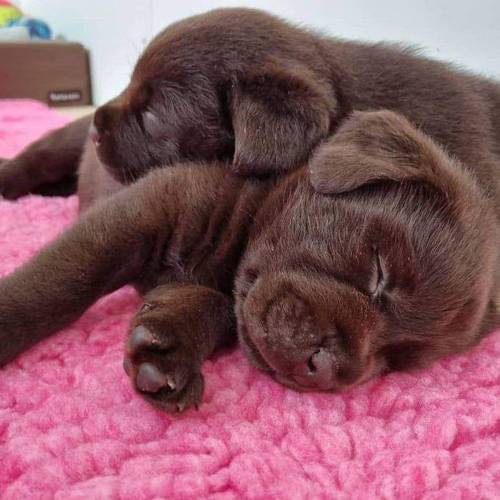 Exceptional Chocolate Labrador for STUD for sale in Bedford, Bedfordshire - Image 8