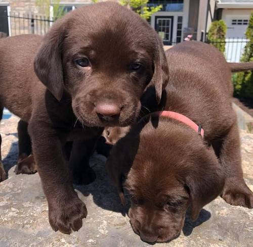 Exceptional Chocolate Labrador for STUD for sale in Bedford, Bedfordshire - Image 9