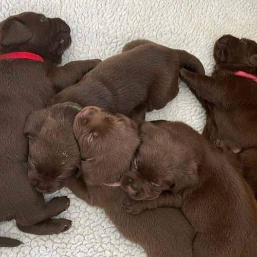 Exceptional Chocolate Labrador for STUD for sale in Bedford, Bedfordshire - Image 10