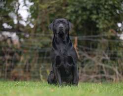 Exceptional Extensively Health Tested Black Labradors for sale in Stamford, Lincolnshire | Image 2