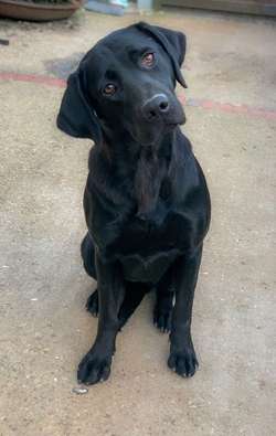 Exceptional Extensively Health Tested Black Labradors for sale in Stamford, Lincolnshire | Image 3