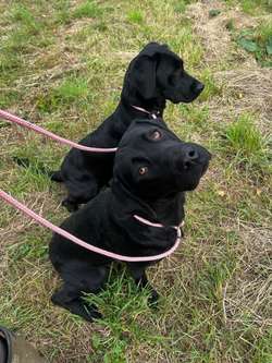 Exceptional Extensively Health Tested Black Labradors for sale in Stamford, Lincolnshire | Image 4