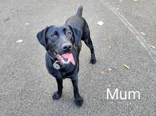 🌟Perfect family pet black Labrador puppies | DNA tested 🌟 for sale in Croydon, Croydon, Greater London - Image 3