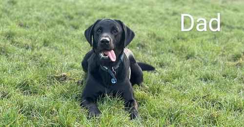 🌟Exceptional Lab Puppies | KC & DNA Tested🌟 for sale in Croydon, Croydon, Greater London