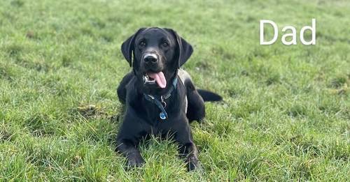 🌟Perfect family pet black Labrador puppies | DNA tested 🌟 for sale in Croydon, Croydon, Greater London - Image 2
