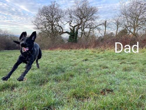 🌟Perfect family pet black Labrador puppies | DNA tested 🌟 for sale in Croydon, Croydon, Greater London - Image 4