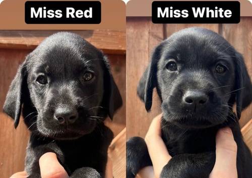 Exceptional, Health Tested, KC Registered Labrador Pups for sale in Arnold, Nottinghamshire - Image 1