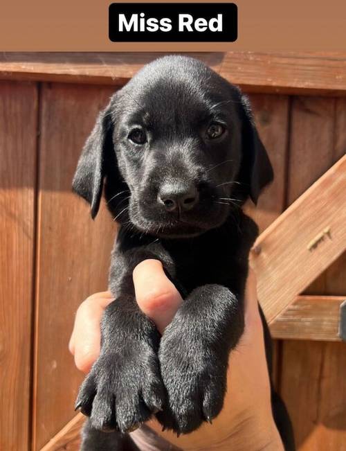 Exceptional, Health Tested, KC Registered Labrador Pups for sale in Arnold, Nottinghamshire - Image 4