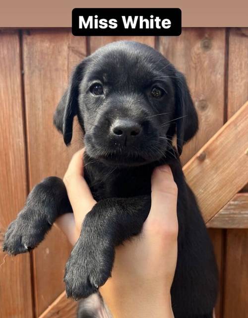 Exceptional, Health Tested, KC Registered Labrador Pups for sale in Arnold, Nottinghamshire - Image 5