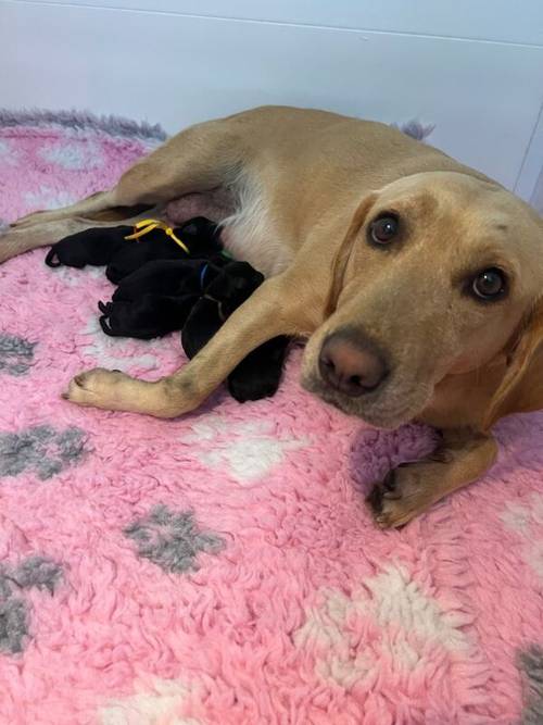 Exceptional, Health Tested, KC Registered Labrador Pups for sale in Arnold, Nottinghamshire - Image 6