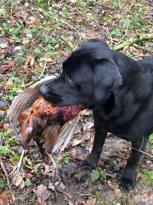 All sold. Exceptional K C registered labrador pups for sale in Scalford, Leicestershire - Image 9