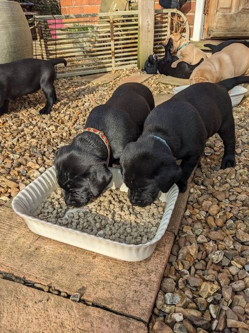 All sold. Exceptional K C registered labrador pups for sale in Scalford, Leicestershire - Image 8