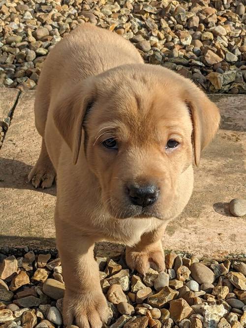 All sold. Exceptional K C registered labrador pups for sale in Scalford, Leicestershire - Image 3