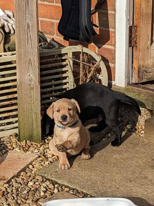 All sold. Exceptional K C registered labrador pups for sale in Scalford, Leicestershire - Image 11