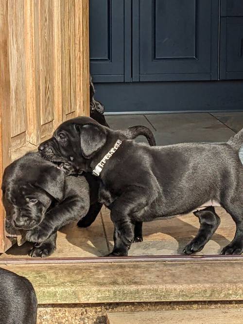 All sold. Exceptional K C registered labrador pups for sale in Scalford, Leicestershire - Image 4