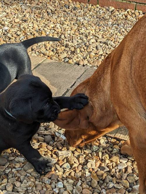 All sold. Exceptional K C registered labrador pups for sale in Scalford, Leicestershire - Image 12