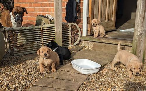 All sold. Exceptional K C registered labrador pups for sale in Scalford, Leicestershire - Image 13