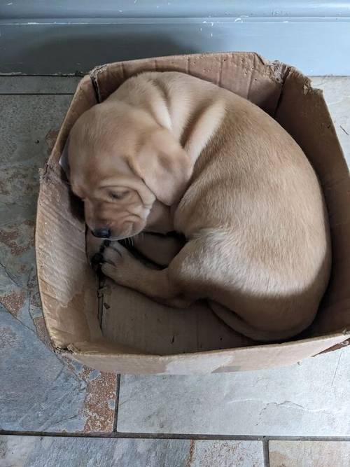 All sold. Exceptional K C registered labrador pups for sale in Scalford, Leicestershire - Image 15