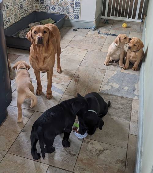 All sold. Exceptional K C registered labrador pups for sale in Scalford, Leicestershire - Image 2