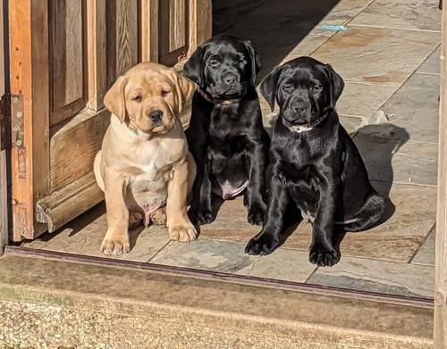 All sold. Exceptional K C registered labrador pups for sale in Scalford, Leicestershire - Image 7