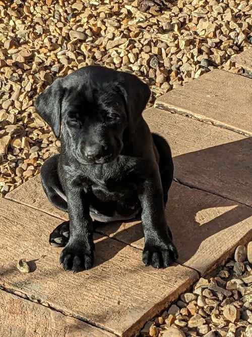 All sold. Exceptional K C registered labrador pups for sale in Scalford, Leicestershire